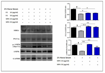 미토콘드리아의 대사와 관련된 SDHA, PGC1-ɑ, AMPK 단백질의 발현양
