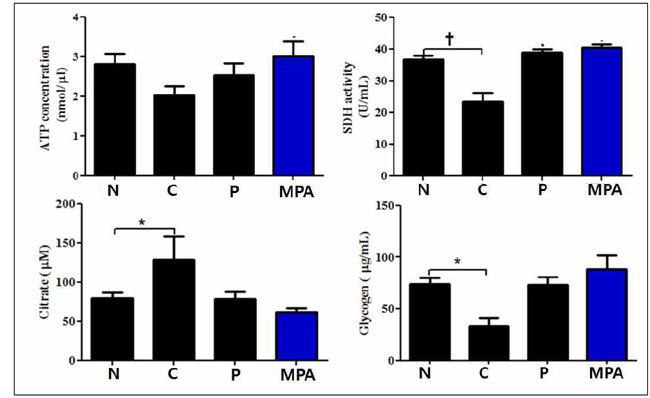 운동능력 개선 기능성 검증 (in vivo test)N: Normal (비운동군) C: Control (운동군), P: Positive control (운동 + taurine 0.5 mg/kg), MPA: 운동 + MPA