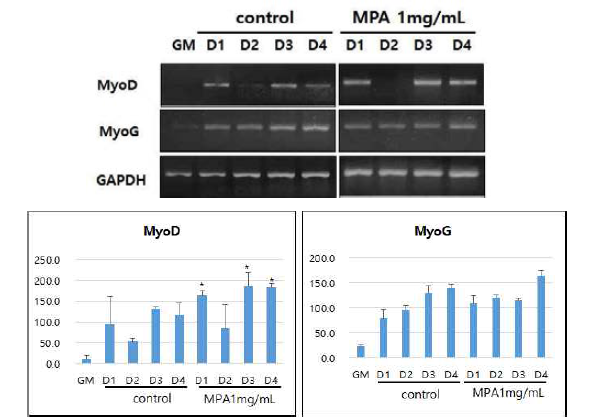 mRNA 수준에서 MPA의 근원세포(C2C12) 분화 촉진 효과