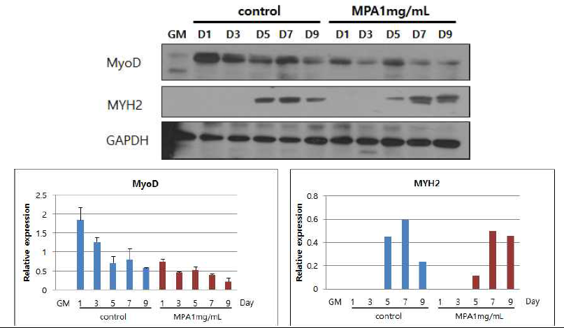 Protein 수준에서 MPA의 근원세포(C2C12) 분화 촉진 효과