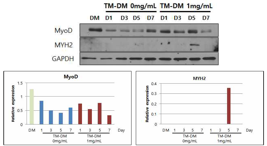 TM3 세포가 분비한 Testosterone을 이용한 근원세포(C2C12) 분화 촉진 효과