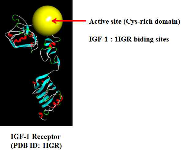 IGF-1의 structure 및 active site