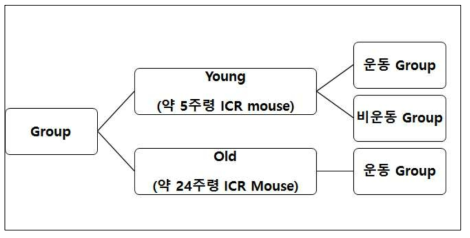 Mouse group