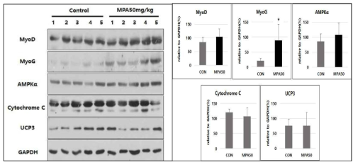 마우스에 MPA 50mg/kg 투여 결과