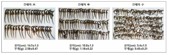 크기별 해마의 길이 및 무게