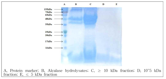 해마 Alcalase 가수분해물의 분자량별 분획물의 SDS-PAGE 전기영동