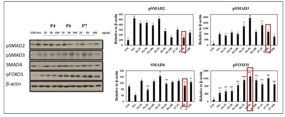 세포생장조건에서 해마 추출물 유래 펩타이드 처리에 의한 Smad4, pSmad2 및 pSmad3의 발현 수준확인