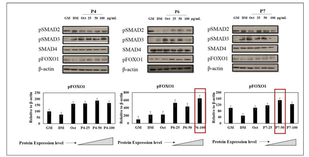 해마 추출물 유래 펩타이드 처리시 골격근 분화를 지원하는 중요조절인자인 FOXO1(forkhead box protein O1)의 발현수준 확인