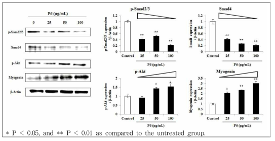 해마추출물유래 펩타이드 P6(QIGFIW)의 C2C12 세포에서의 세포 내 근육 성장 관련 인자 발현 평가
