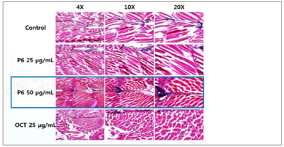 해마추출물 유래 펩타이드 P6(QIGFIW)를 섭이한 제브라피쉬의 근육 조직 내 근육 성장 조절 인자 단백질 발현 평가