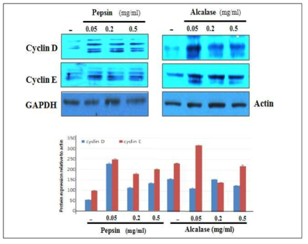 해마유래단백 가수분해물 처리 TM3 cell 증식 관련 Cyclin E와 Cyclin D 발현 변화