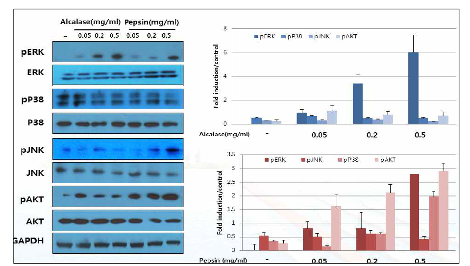 해마단백질 유래 효소가수분해물 처리한 TM3 cell에서 signaling pathway의 변화 확인