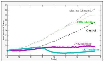 Alcalase 처리에 의한 가수분해물 처리 Leydig(TM3 cell)세포에서 signaling pathway inhibitor들에 의한 세포증식 억제 확인-ECIS analsysis