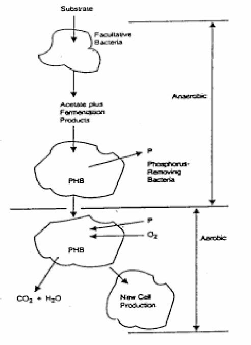 Schematic Biological P Removal Mechanism