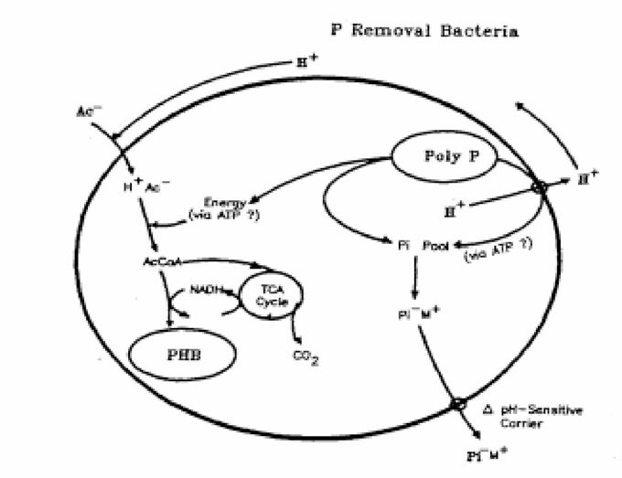 Biochemical Model for Anaerobic Metabolism of P Removal Bacteria by Comeau et al.(1986)