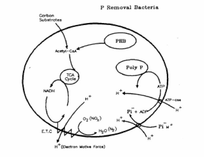 Biochemical Model for Aerobic(and Anoxic) Metabolism of P Removal Bacteria by Comeau et al.(1986)