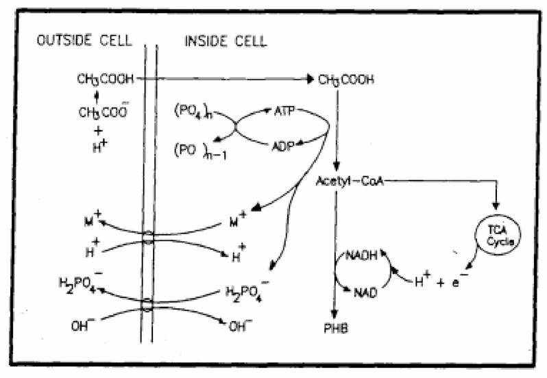 Biochemical Model for Anaerobic Metabolism of P removal Bacteria by Wentzel et al. (1986)