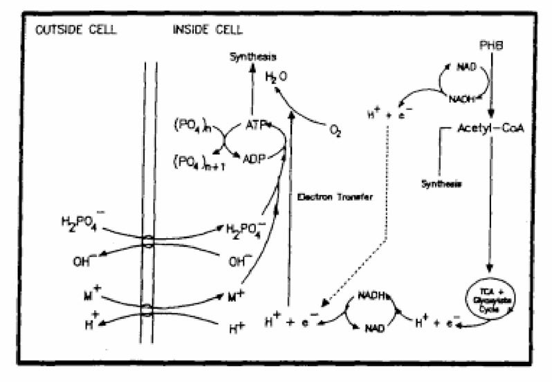 Biochemical Model for Aerobic Metabolism of P removal Bacteria by Wentzel et al.(1986)