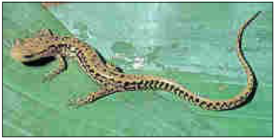긴꼬리 도룡뇽(Longtail Salamander)