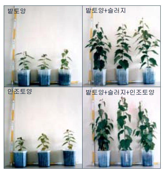 하수슬러지를 첨가한 시험구와 비첨가 시험구의 최종 묘고 생장 차이