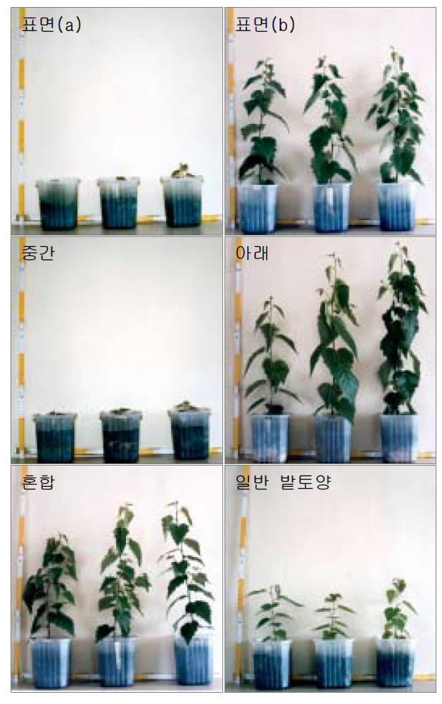 하수 슬러지의 시비위치가 서로 다른 시험구에서 생장한 자작나무