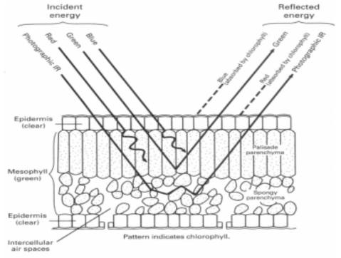 나뭇잎과 광선과의 관계 모식도 자료 : Floyd F. Sabins(1996), Remote Sensing Principles and Interpretation, Third edition, p.57