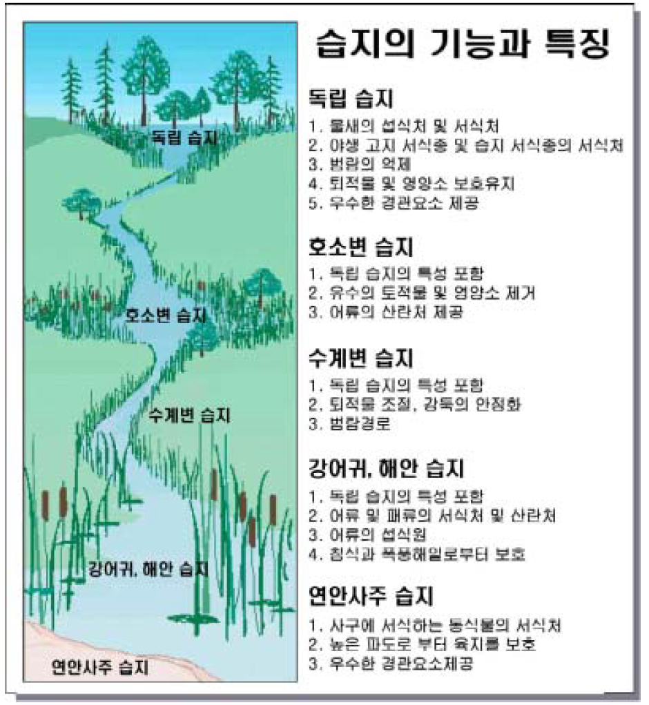 습지의 기능과 특징 자료 : Kusler, J.A., Our National Heritage: A Protection Guidebook, Environmental Law Institute, Washington, DC, 1983를 수정