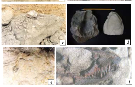 공사현장 및 야외에서 화석의 산출 사례 (a) 울산의 도로공사 현장 절개지의 화석 산출지 (b) 육안으로 확인할 수 있는 정도의 화석 집단 산출지 (c)와 (d) 대형 조개화석이 곳곳에 산출되어 누구라도 화석이라는 것을 쉽게 알 수 있다. (e) 야외의 자연사면에서 관찰되는 화석 (f) 지표에서 발견된 1억년 전의 악어 두개골 화석(중앙일보 2002.8.28)
