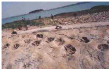 해남의 공룡화석지(전남 해남군) 공룡발자국의 크기는 지름 50cm가 넘는 것이 많다. 해안가에 있어서 해수에 의한 침식과 풍화를 막을 수 있는 보존방안이 연구되었다(사진출처: http://www.eureka. co.kr, 2003.11.10)