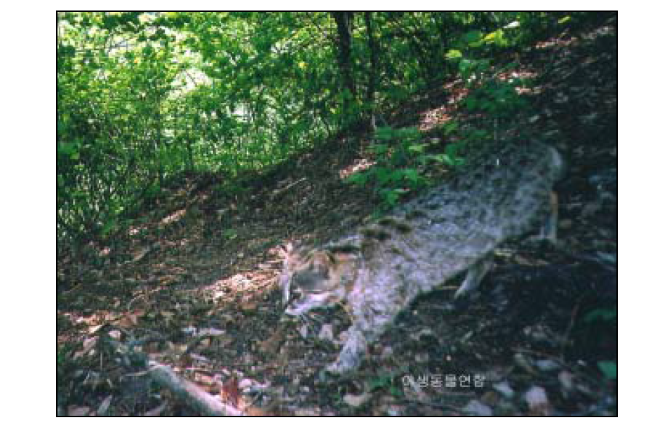 Picture of a leopard cat, taken by the Wildlife Union of the Republic of Korea