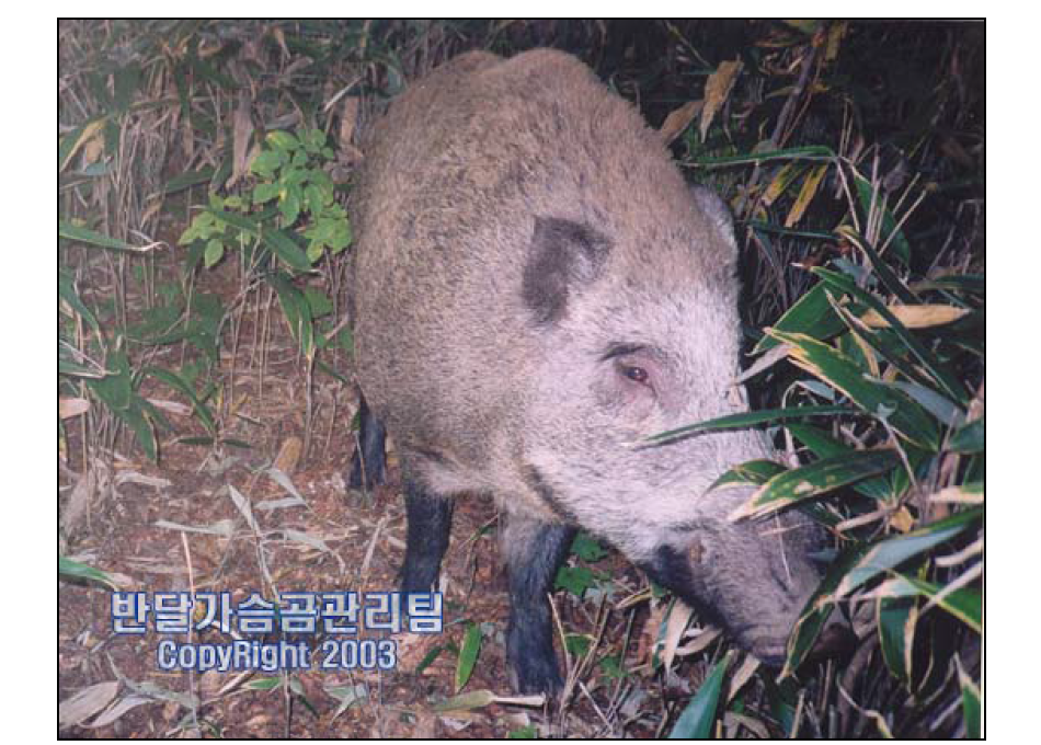 Picture of a wild boar in the Mt. Chiri in the Republic of Korea, taken by the Species Recovery Center of the Korea National Park Service