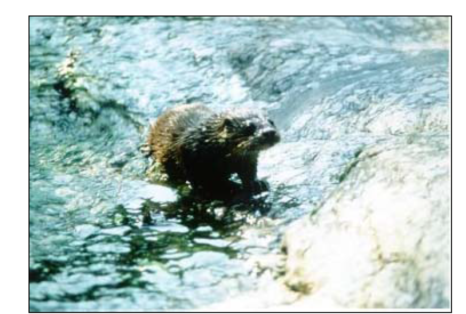 Picture of Eurasian otter in the Republic of Korea, taken by Dr. S-Y Han, IUCN/SSC otter specialist in Korea