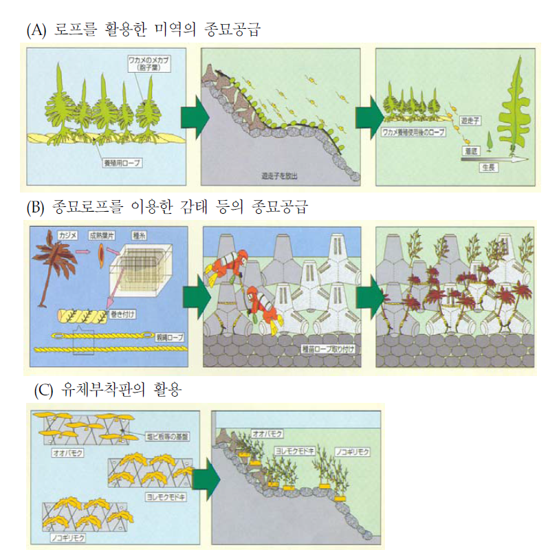 해조류의 종묘이식