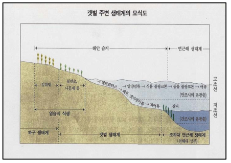 갯벌주변 생태계의 모식도 (홍재상, 1998)