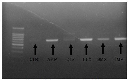 Induction of vitellogenin mRNA in male medaka. (CTRL: negative control; AAP: acetaminophen; DTZ: diltiazem; EFX: enrofloxacin; SMX: sulfamethoxazole; TMP: trimethoprim)