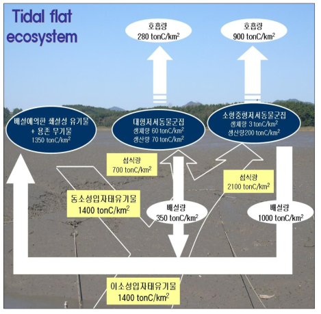 갯벌 내 먹이망과 생물 생산에 의해 제거되는 입자태 유기탄소량