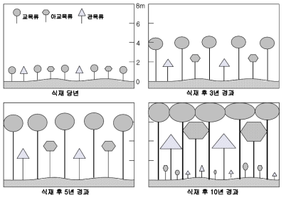 식재 초기와 경과년수에 따른 생태모델숲의 발달과정 예측 모델 식재 후 10년이 경과하면 실생유묘도 나타나게 될 것으로 기대됨