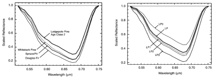 침엽수림의 수종과 수령에 따른 chrolophyll 분광흡수 특성 (Kokaly et al., 2003)