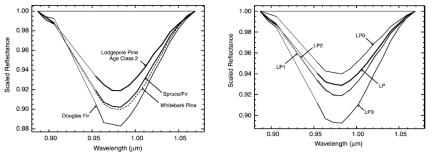 침엽수림의 수종과 수령에 따른 잎표면 물 분광흡수 특성 (Kokaly et al., 2003)