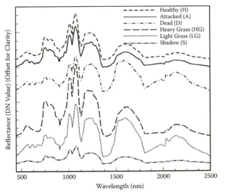 Douglas-fir beetle에 의한 분광흡수도의 변화 (Lawrence and Labus, 2003)