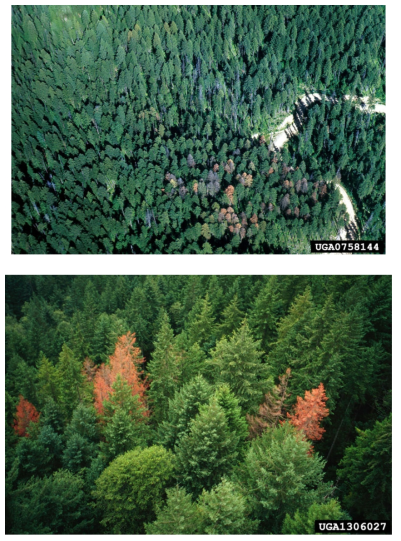 Douglas-fir beetle로 잎이 변화된 Douglas-fir군락 (출처: http://www.invasive.org)