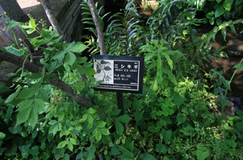 키타자와천에서 서식하는 식물에 대한 해설판