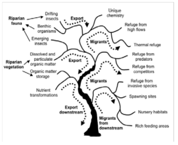 하천 네크워크 및 유역에서 수변지대의 생태적 중요성(Meyer et al., 2007)