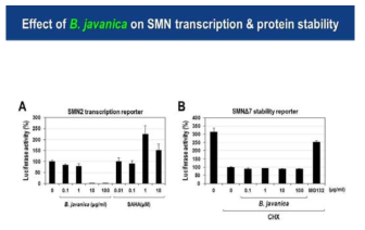 아담자에 의한 SMN 전사 및 단백질 안정성에 미치는 영향 평가