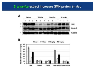 아담자 추출물을 SMA 마우스에 복강투여한 후 관찰된 SMN 단백질 증가