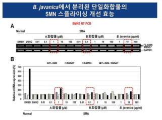 환자유래세포에 A와 B 화합물을 처리한 후 관찰된 SMN 스플라이싱 개선 효과 (RT-PCR 분석결과)