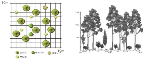 울산 일대의 참조생태계를 바탕으로 조성한 소나무 군락 식재 모델 및 입면도 (Pd: 소나무, Sj: 때죽나무, Tt: 개옻나무, Fs: 쇠물푸레, Rm: 진달래, Lo: 생강나무, Ch: 가는잎 그늘사초, Ss: 큰기름새, Cl: 그늘사초, Ah: 새) * 출처 : 국립생태원, 2017