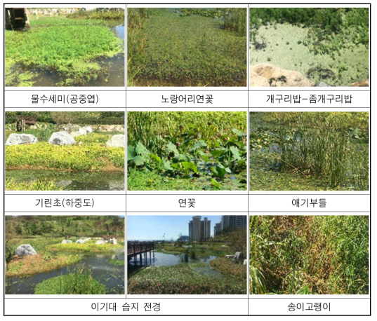 이기대 자연마당 습지 내 주요 식생 현황