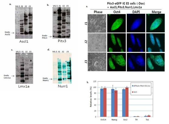 Southern blot을 통해 ES cell에 Ascl1, Pitx3, Nurr1, Lmx1a 벡터의 프로바이러스 통합여부를 확인함. 배아 줄기세포 콜로니에서 발현되는 배아 줄기세포의 pluripotency 마커 유전자인 Oct4, Nanog, 및 Sox2 발현