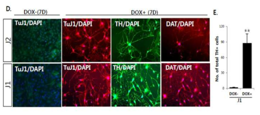 Dox 도입 7일 후, 대부분의 섬유아세포는 배지에서 TH+ 도파민 신경세포 보임. 도파민 신경세포 마커인 TH, DAT, Tuj1가 존재함을 확인. 또한 Dox 주입하였을 때 급격하게 TH+신경세포가 증가함